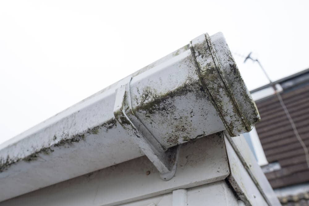 Can Metal Roofs Mould?